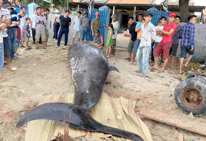 Cá voi nặng hơn 2 tấn dạt vào bờ biển Khánh Hòa