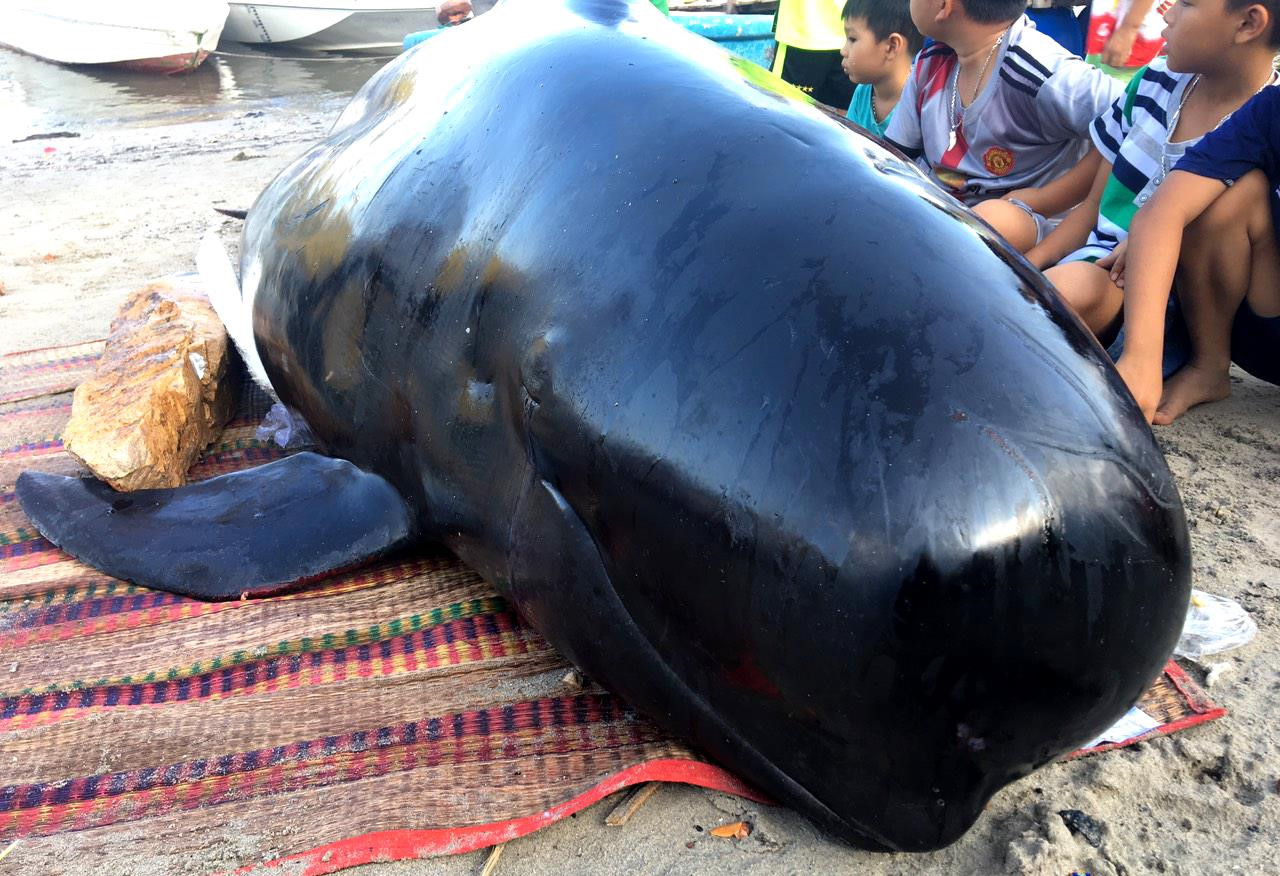 Cá voi dài 3 m chết sau 4 ngày mắc cạn