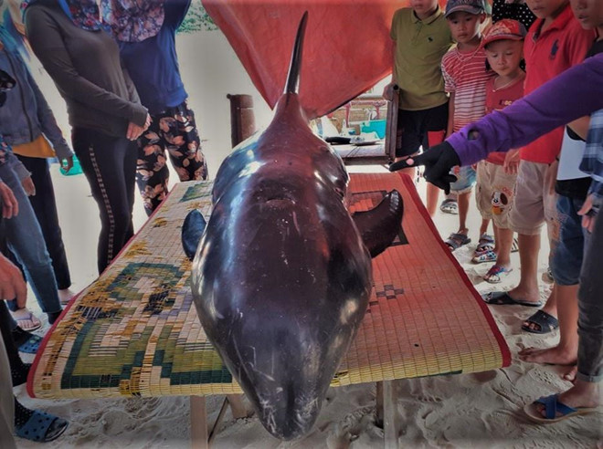 Cứu cá voi có nhiều vết thương bị mắc cạn