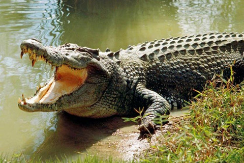 Cá sấu bơi trên sông, chính quyền huy động người tìm bắt