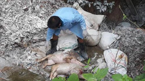 Bao tải chứa lợn chết vứt gần sông Lam