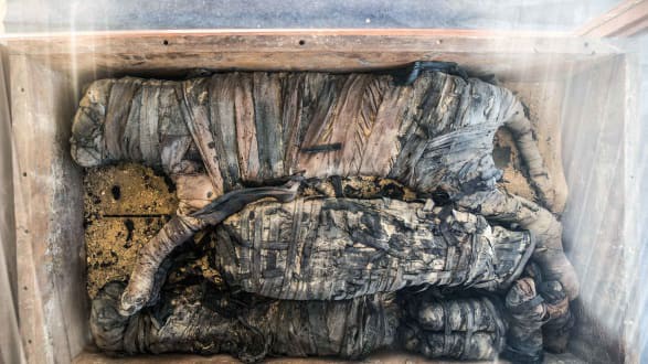 Ai Cập phát hiện xác ướp mèo và cá sấu trong ngôi mộ cổ