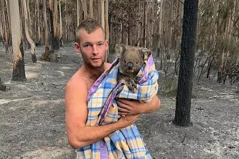 Người hùng giải cứu gấu Koala trong đám cháy tại Australia