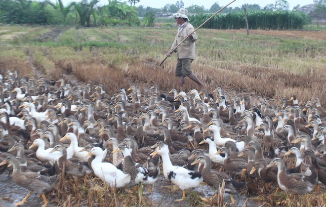 Trà Vinh tiêu hủy gần 1.000 con gà, vịt nhiễm cúm A/H5N1