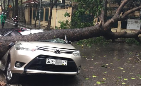 Toyota Vios bị cây cổ thụ đè bẹp sau mưa lớn