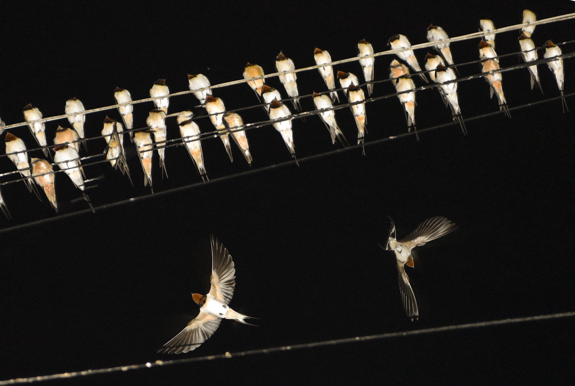 Hàng nghìn chim én đậu kín dây điện giữa khu dân cư