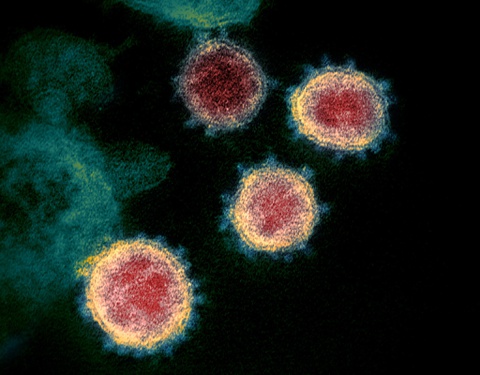 Phát hiện mới về virus corona