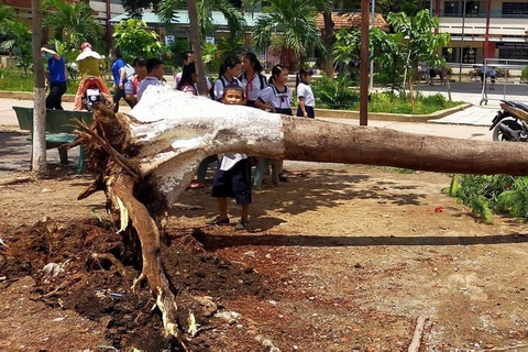 Cây phượng đổ trong sân trường tiểu học ở Bình Dương