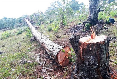 Hàng trăm cây thông cổ thụ bị chặt tại Lang Biang