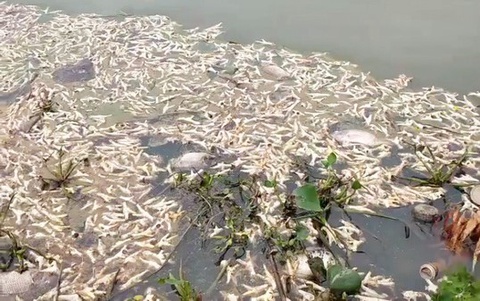 Chân gà thối nổi lềnh bềnh trên sông ở Hải Phòng