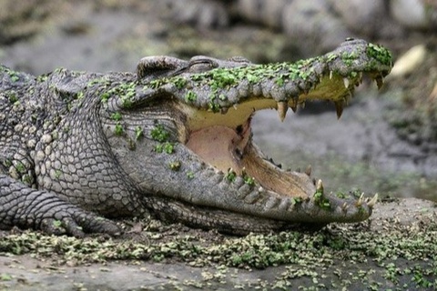 Cá sấu xuất hiện trên sông Sài Gòn
