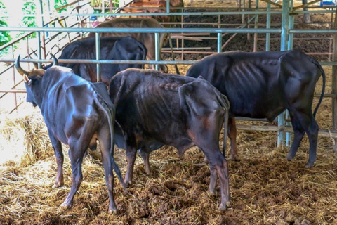 Giao 'hậu duệ' bò tót rừng cho Vườn quốc gia Phước Bình