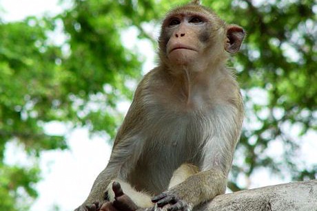 Đề xuất di dời đàn khỉ khỏi Tòa thánh ở Tây Ninh