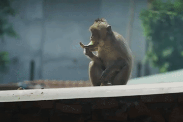 Khó bắn thuốc mê đàn khỉ đại náo khu dân cư ở TP.HCM