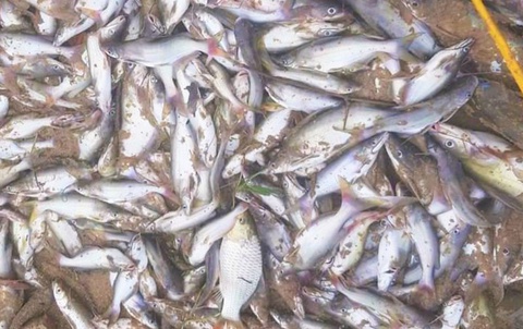 Cá, tôm chết hàng loạt trên sông
