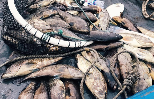 30 tấn cá chết bất thường ở vùng biển Thanh Hóa