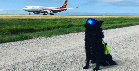 Chó xâm nhập sân bay Cam Ranh, máy bay phải bay vòng chờ hạ cánh