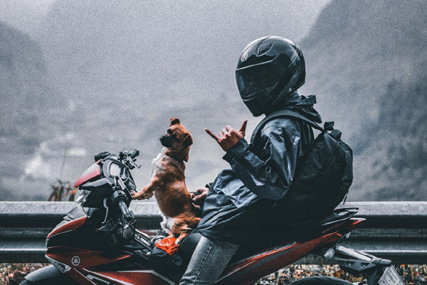 Chủ đưa chó cưng đi phượt xuyên Việt