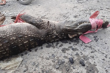 Người dân TP.HCM bắt được 4 con cá sấu trên kênh