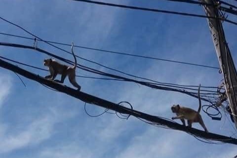 Đàn khỉ ở Vũng Tàu đuổi không đi, tiếp tục đại náo khu dân cư