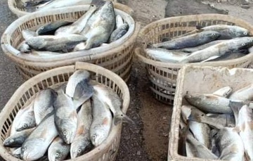 Hơn 40 tấn cá nuôi lồng chết bất thường