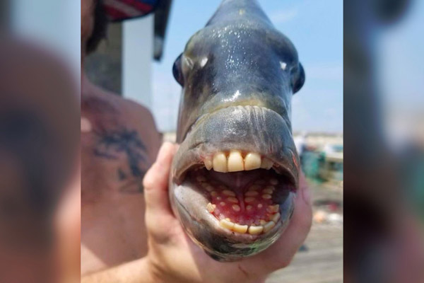 Con cá có hàm răng lạ ở Mỹ gây chú ý