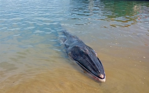Cá voi dài gần 7 m dạt vào bờ biển