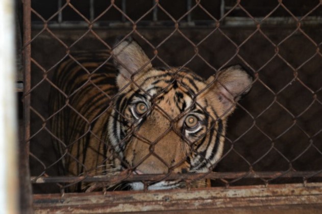 9 con hổ ở Nghệ An đã có nơi xin nhận nuôi