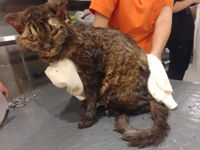 Chú mèo bị tẩm dầu hỏa, thiêu sống ở Hà Nội