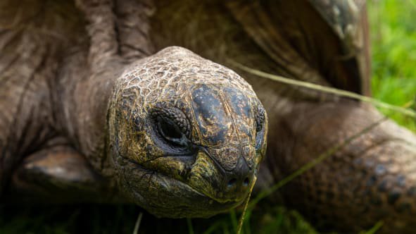 'Cụ rùa' khổng lồ sống thọ nhất thế giới