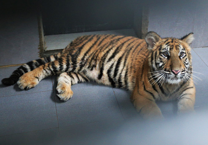 7 con hổ con được giải cứu ở Nghệ An có nơi ở mới