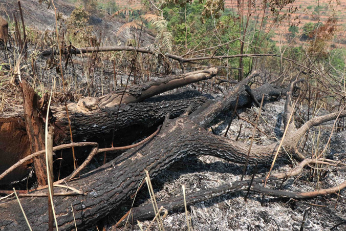 Cháy rừng phòng hộ ở Điện Biên