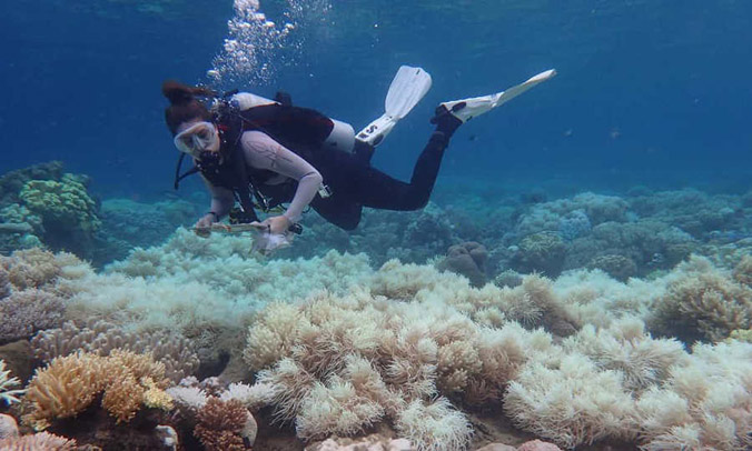 Làm rõ nguyên nhân san hô chết hàng loạt tại Quy Nhơn