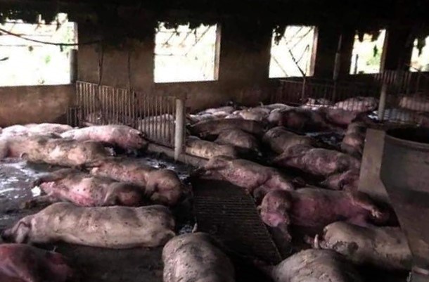 Sét đánh chết hơn 200 con lợn ở Thái Bình