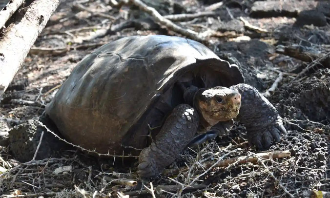 Rùa tuyệt chủng cách đây 100 năm bất ngờ được phát hiện ở Ecuador
