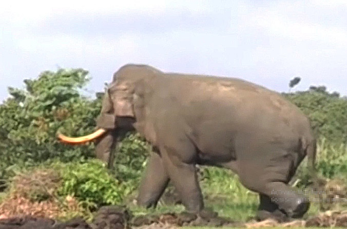 Đàn voi rừng nguy cơ tuyệt chủng xuất hiện ở vùng biên Gia Lai