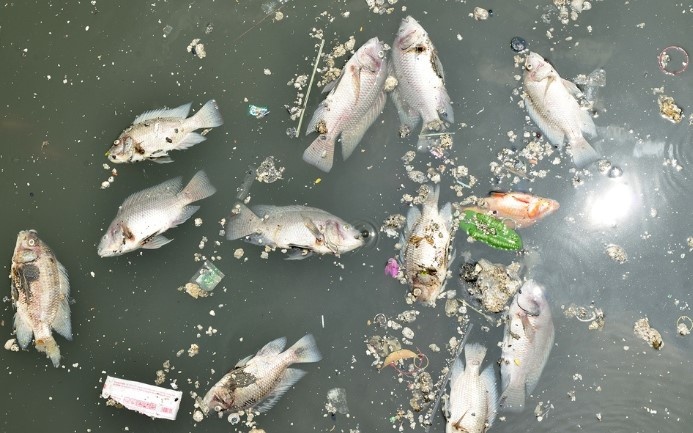 Ngăn chặn hiện tượng cá chết tại các hồ điều hòa ở Hà Nội