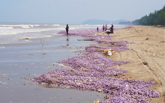 Ngao chết chất đống trên bờ biển dài 3 km