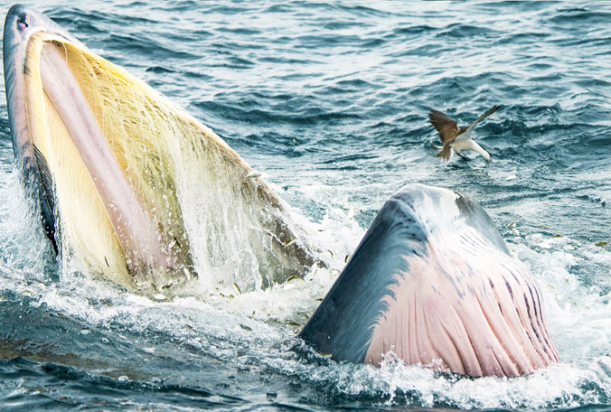 Lý do cá voi liên tục xuất hiện ở vùng biển Đề Gi