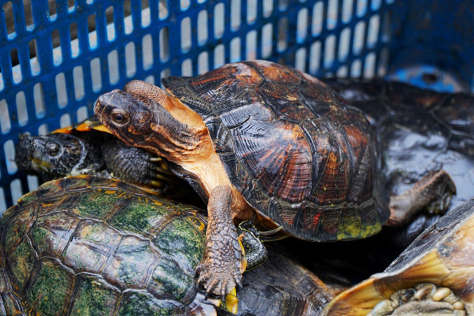 Phát hiện nhiều loại rùa quý hiếm được phóng sinh ở chùa Ngọc Hoàng