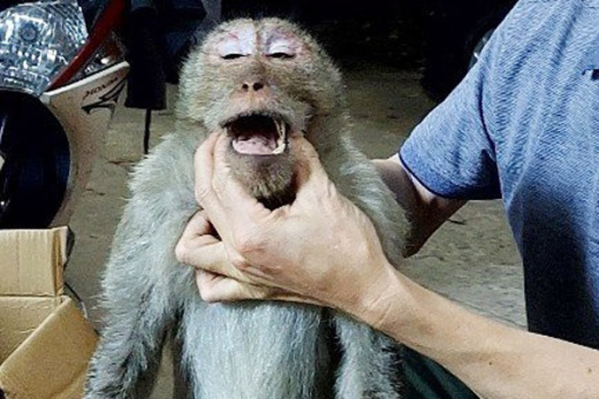 Cứu con khỉ quý hiếm bị điện giật bất tỉnh ở TP.HCM