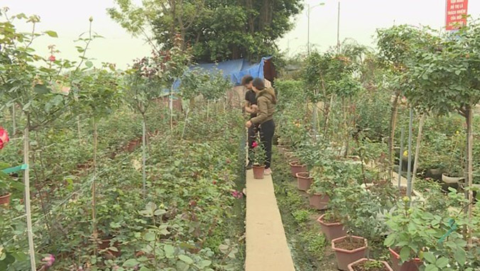 Thời tiết khắc nghiệt khiến người trồng hoa ở Mê Linh thất thu