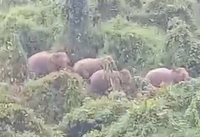 Phát hiện 5 con voi rừng ở Quảng Nam