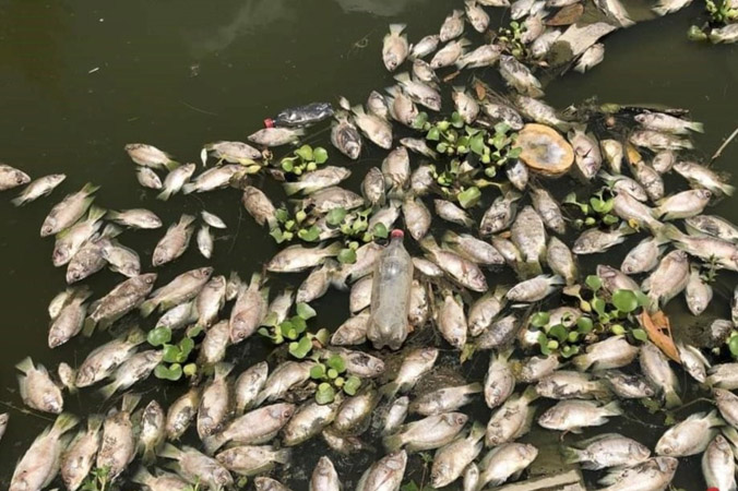 Thanh Hoá: Nước đen chảy ra từ khe núi, cá tự nhiên chết bất thường