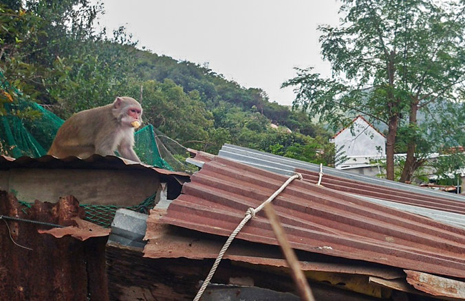 Đàn khỉ 200 con tràn xuống phá nhà dân