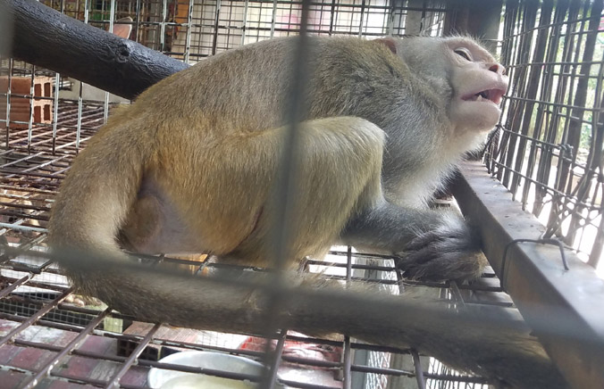 Ngôi chùa ở TP.HCM bàn giao con khỉ quý hiếm cho kiểm lâm