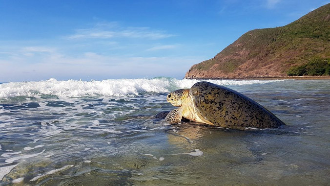 Cận cảnh rùa biển ở Vườn quốc gia Côn Đảo vào mùa sinh sản