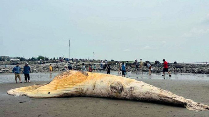 Xác cá voi dài hơn 10 m, nặng 5 tấn trôi dạt vào bờ biển