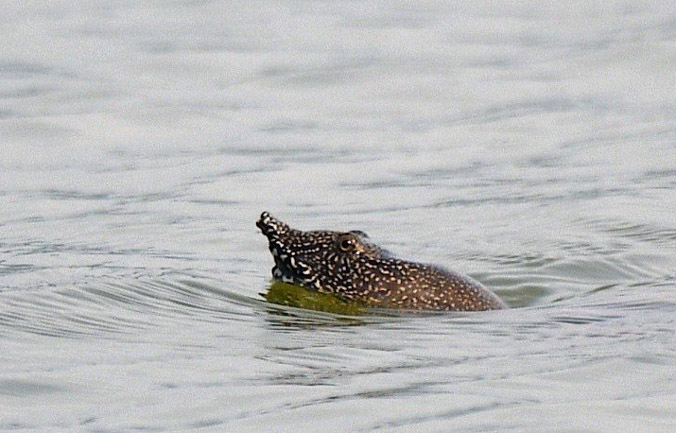 Hai cá thể rùa mai mềm cỡ lớn liên tục xuất hiện trên hồ Đồng Mô