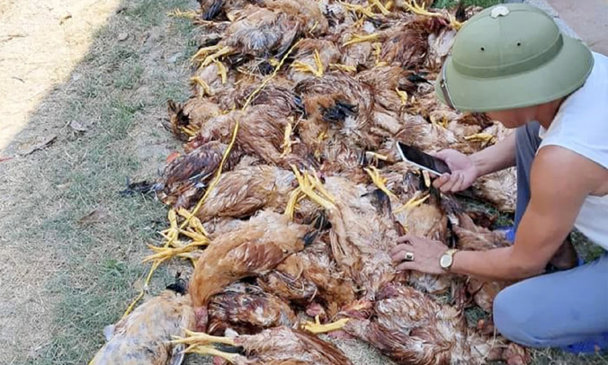 Mất điện đột ngột lúc nắng nóng, trang trại thiệt hại gần 1.000 con gà